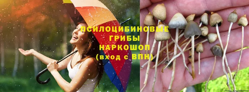 Псилоцибиновые грибы Magic Shrooms  ссылка на мегу tor  Моздок 